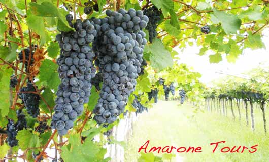 amarone-grape-corvina