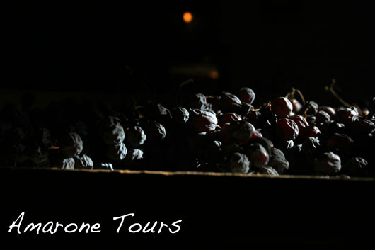 Amarone grapes.