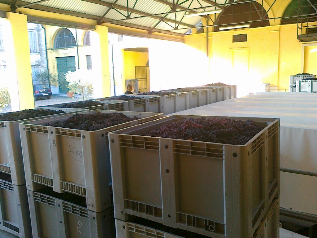 Boxes full of dried grapes for Amrone waiting to be squeezed.