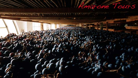 amarone drying grapes