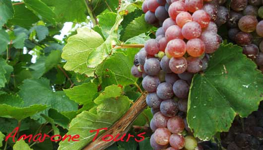 amarone-grape-molinara2 molinara grape varietal