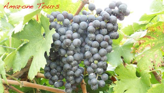 amarone-grape-rondinella Rondinella grape varietal