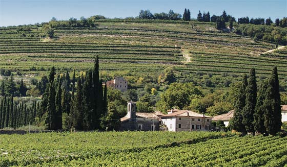 amarone-tours-tommasi-vineyard tommasi vineyard valpolicella