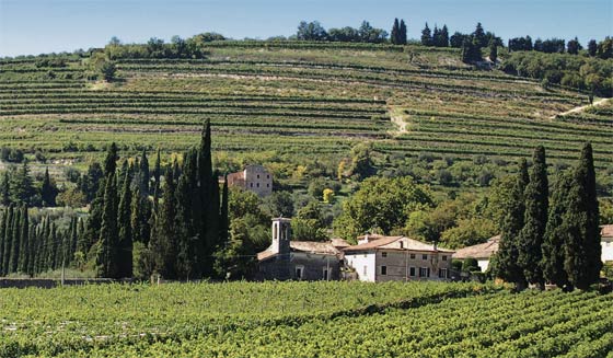 tommasi vineyard valpolicella