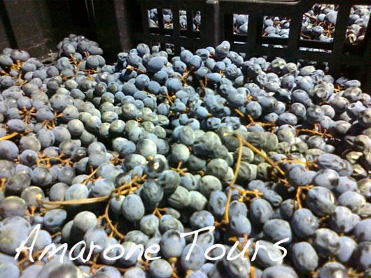 amarone dried grapes