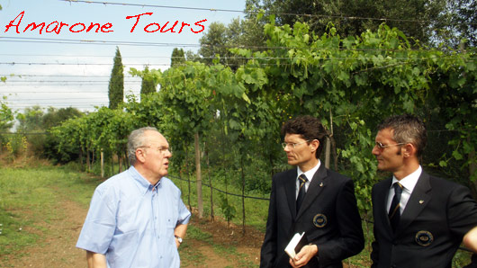 durello cecchin vineyard Durello cecchin vineyard