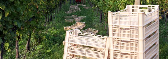 2012 harvest for amarone