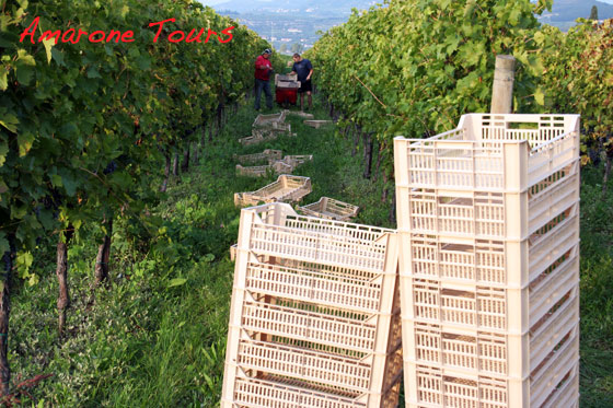 2012 harvest for amarone