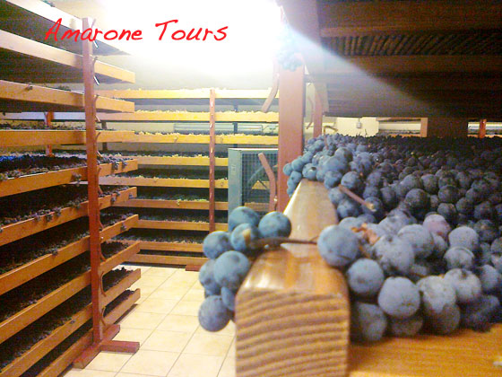 drying grapes for amarone