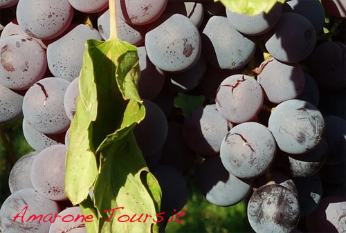 Cracks on swallen berries of Molinara grapes. If juice enters in contact with air, unwanted fermentation starts, mould could develop and it is impossible to dry the grapes for the production of Amarone.