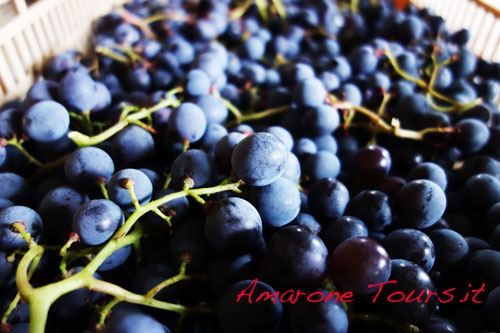 Those grapes that were up to the quality standards required for the Amarone, beautifully dried in lofts above wineries in valpolicella.