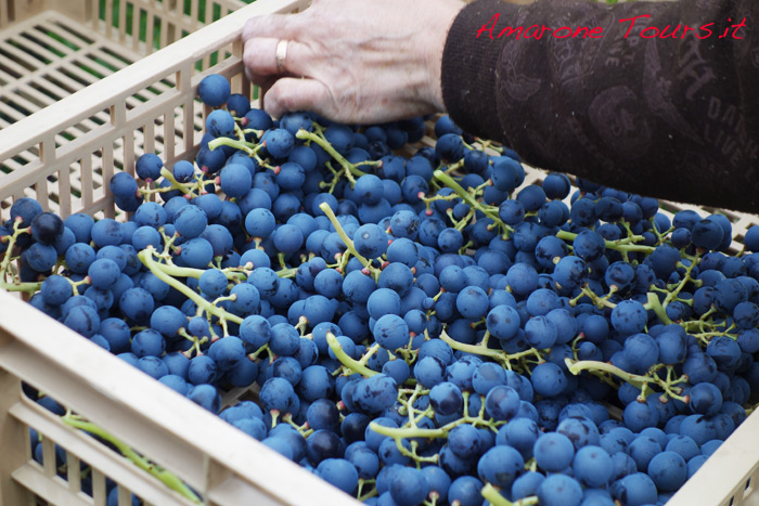  Selection of grapes for Amarone. Bunches are delicately placed on crates where they will stay for 3-4 months.