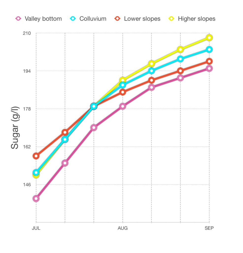 Amarone grapes sugar level chart