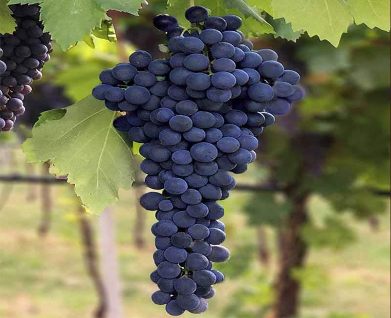 Corvina grape