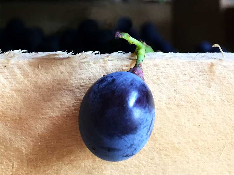 single berry of Corvina grape