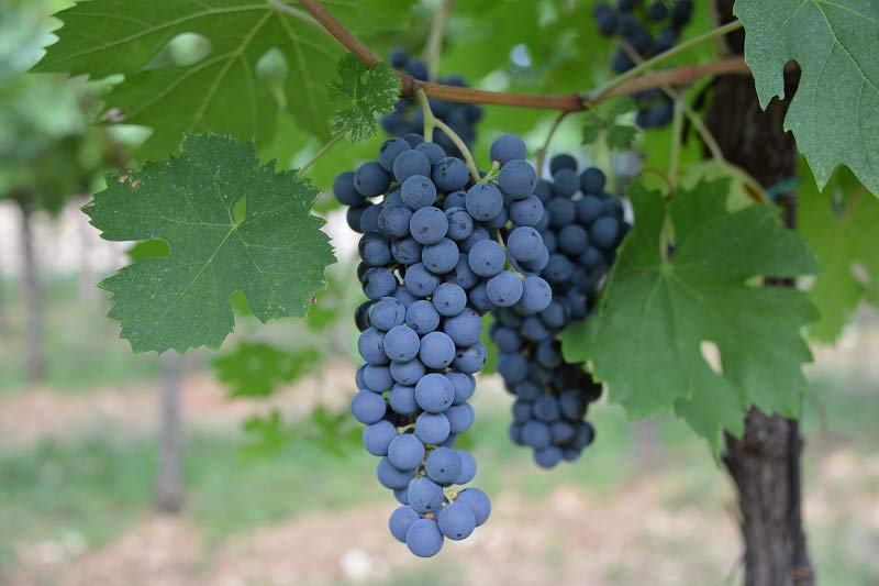Rondinella grape bunch.