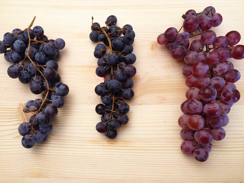 amarone grape varietals