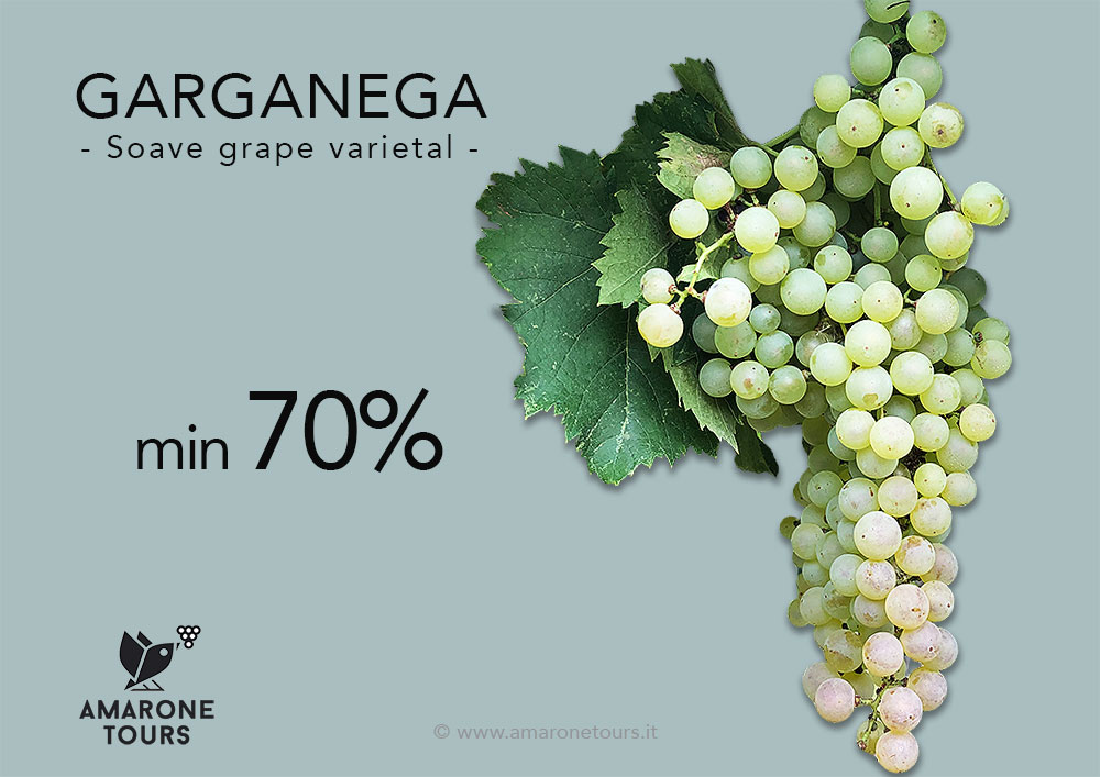 cluster of Garganega grape varietal