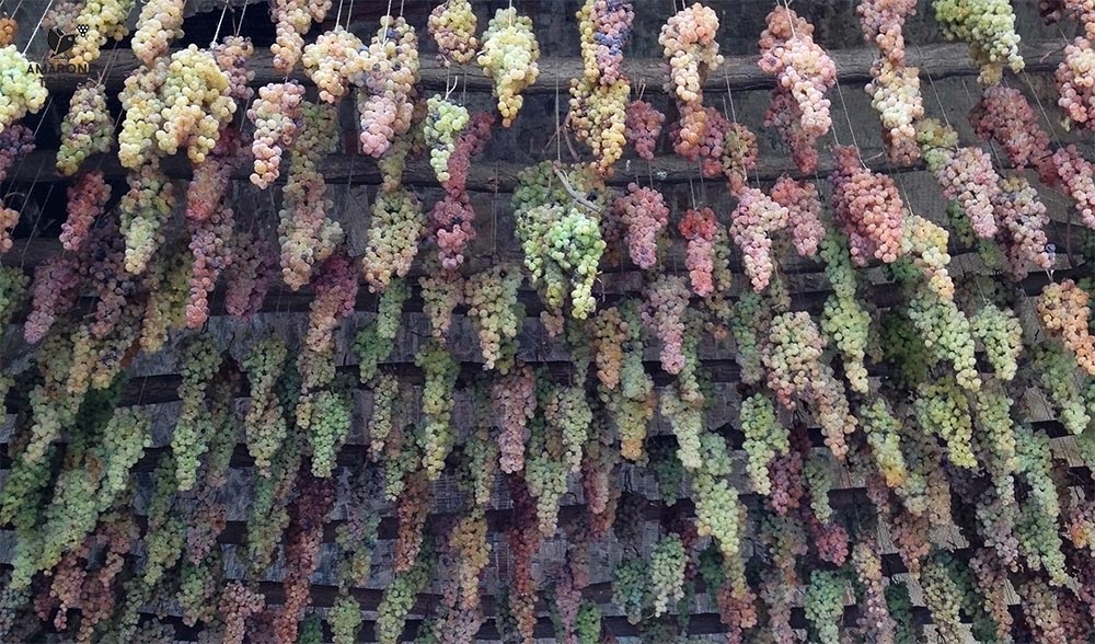 Grapes of Garganega varietal hanging from the gate of Soave Castle