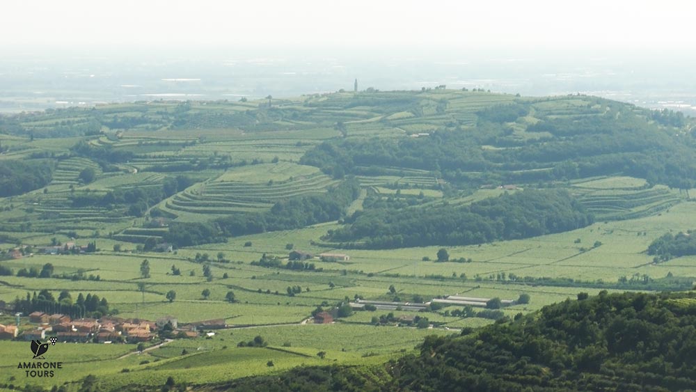 soave vineyards