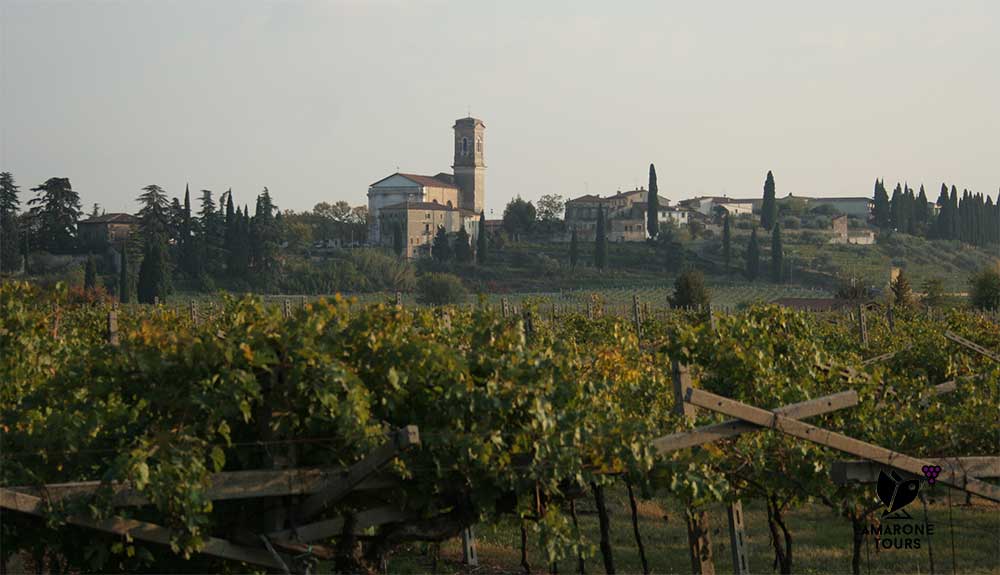 Valpolicella vineyards