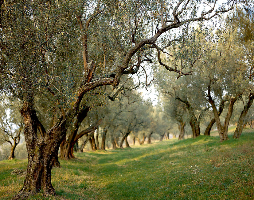 olive trees grove