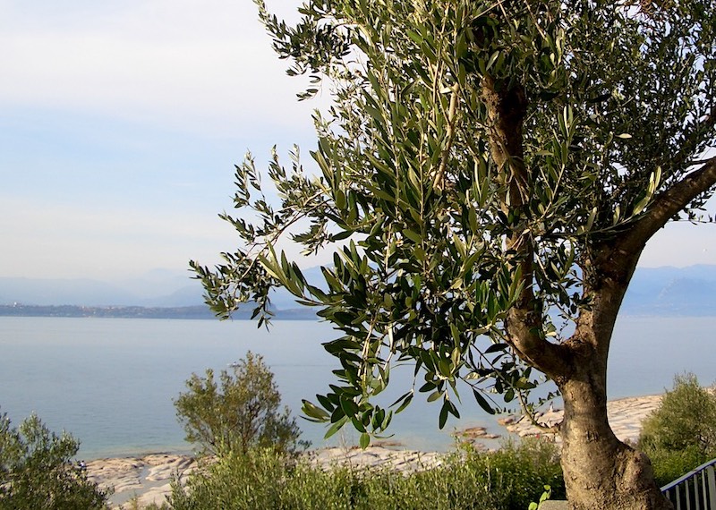 olive tree and lake garda